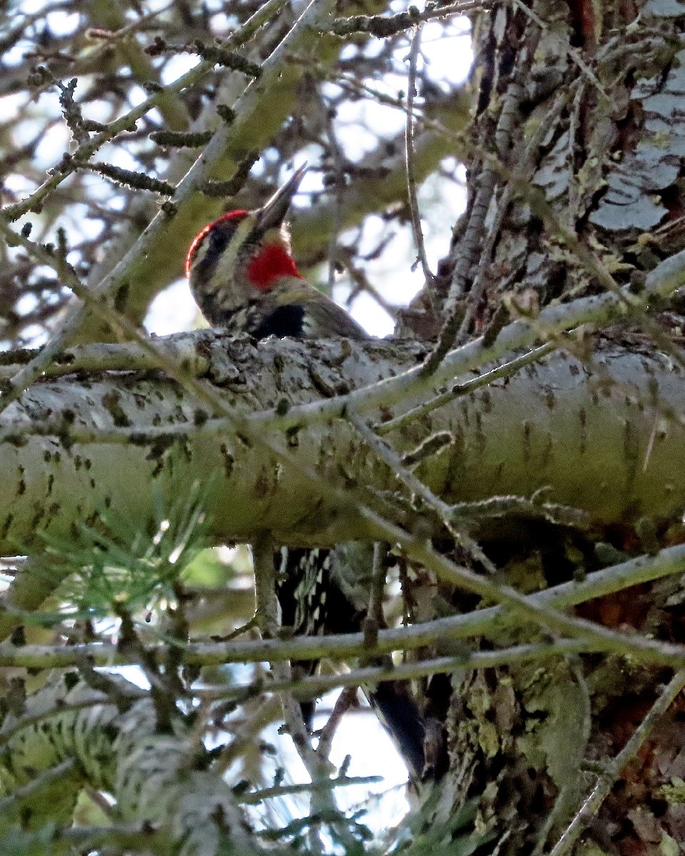 datel rudohrdlý x rudošíjný (hybrid) - ML646268618