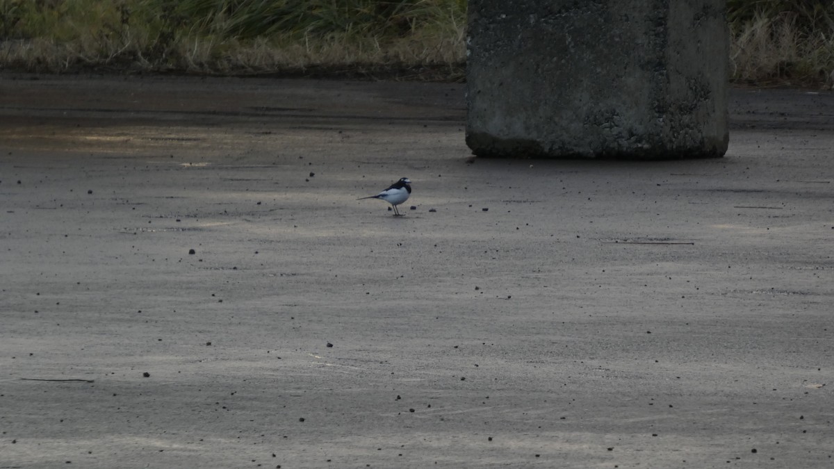 Japanese Wagtail - ML646268619