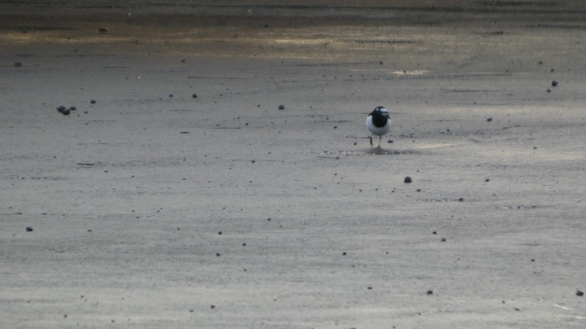 Japanese Wagtail - ML646268620