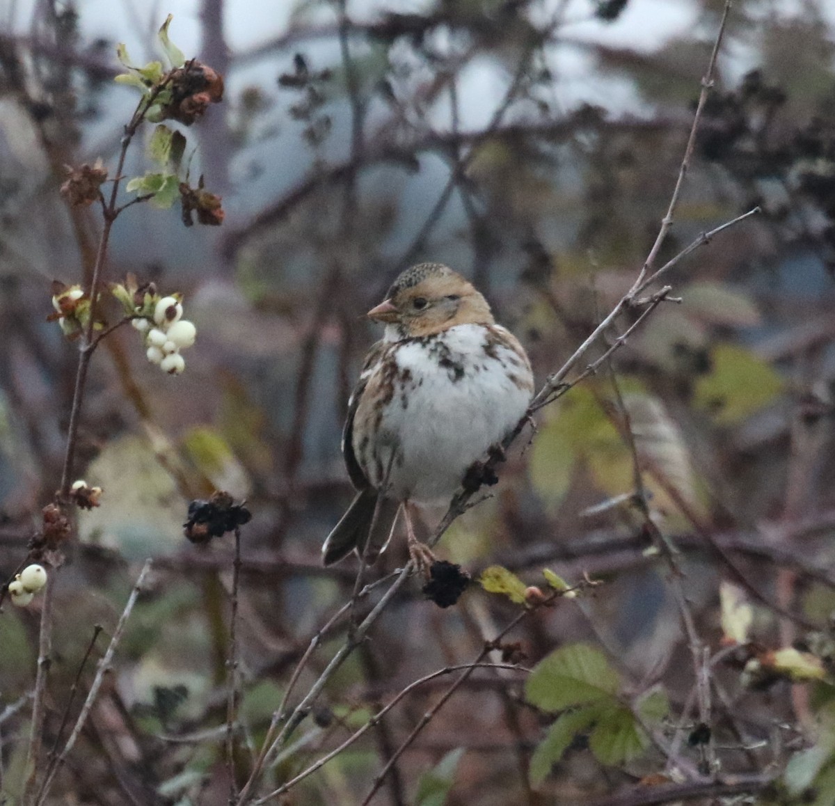 Harris's Sparrow - ML646268621