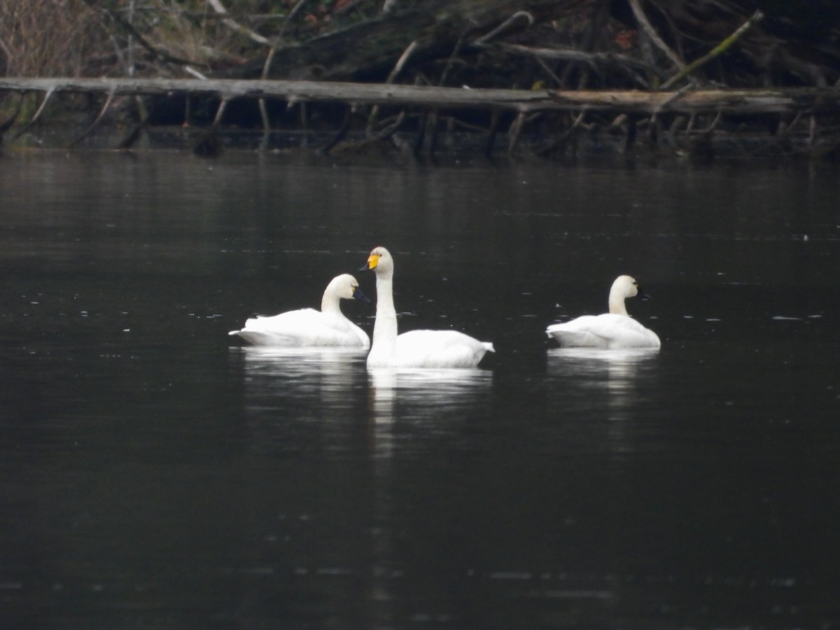Whooper Swan - ML646268622