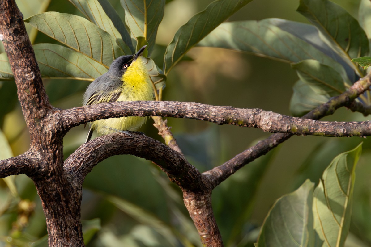 Common Tody-Flycatcher - ML646268625