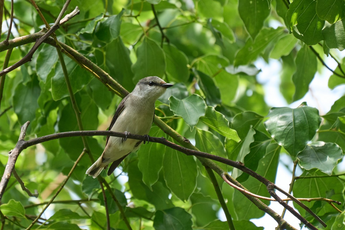 Brown-rumped Minivet - ML646268626