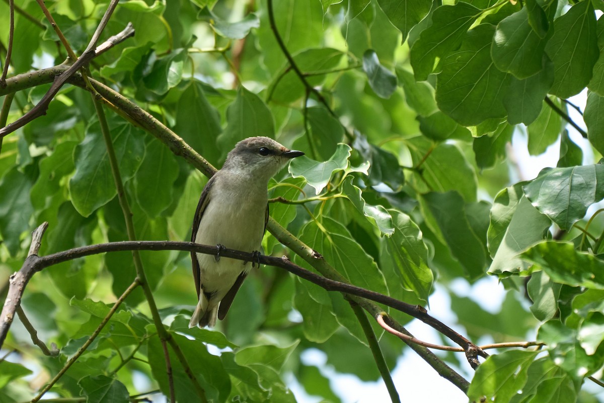 Brown-rumped Minivet - ML646268627