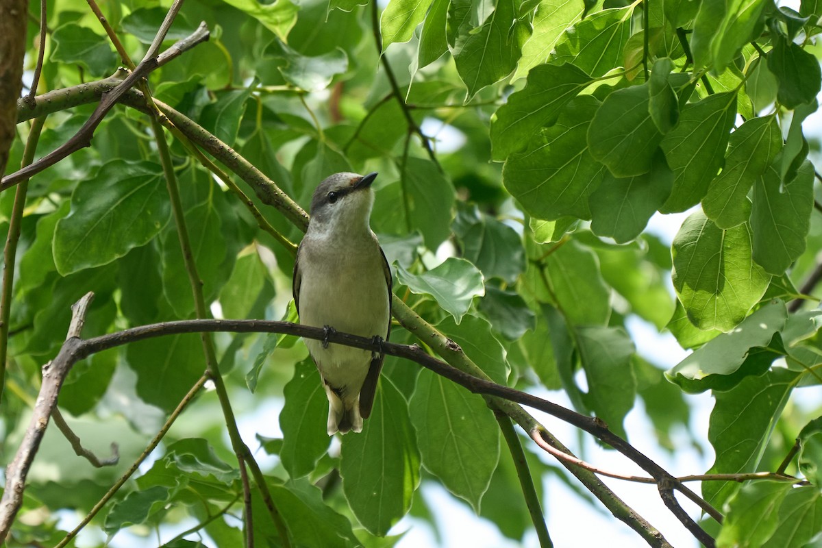 Brown-rumped Minivet - ML646268628
