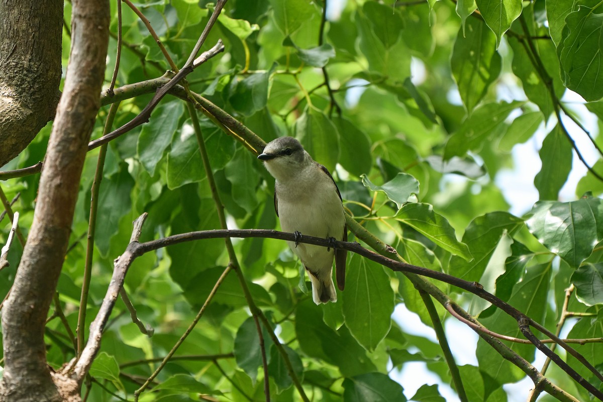 Brown-rumped Minivet - ML646268629