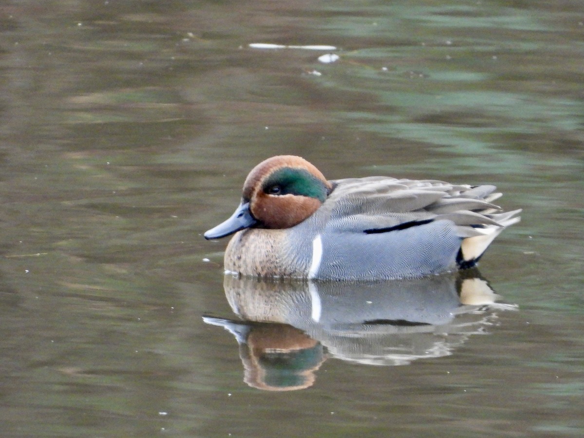 Green-winged Teal - ML646268630