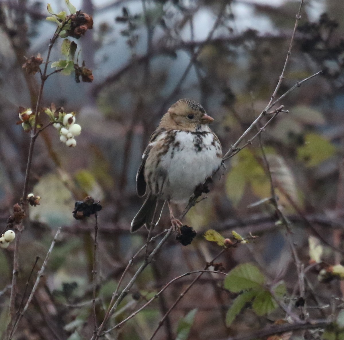 Harris's Sparrow - ML646268631