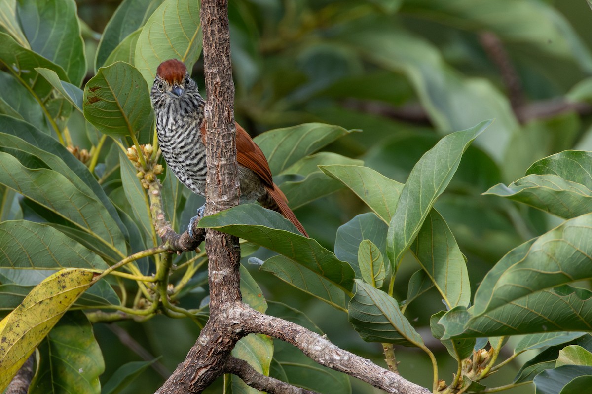 Bar-crested Antshrike - ML646268637