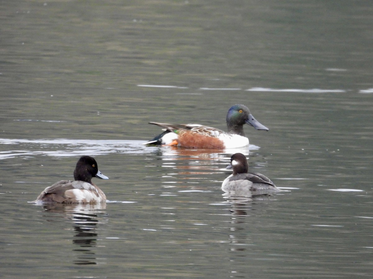 Northern Shoveler - ML646268638