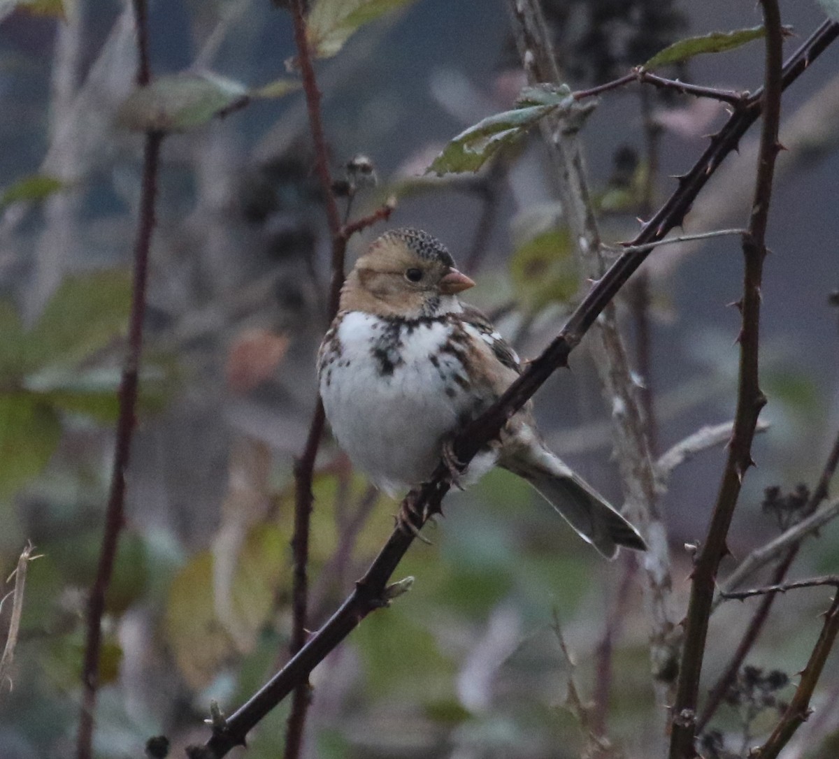 Harris's Sparrow - ML646268639