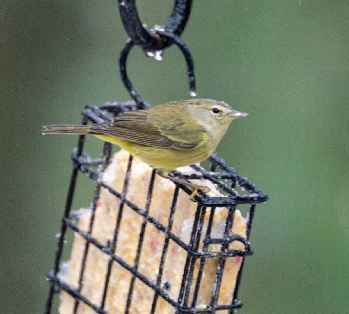 Orangefleck-Waldsänger - ML646268640