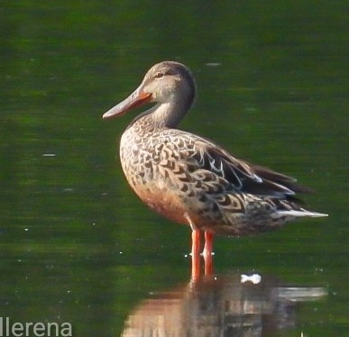Northern Shoveler - ML646268641