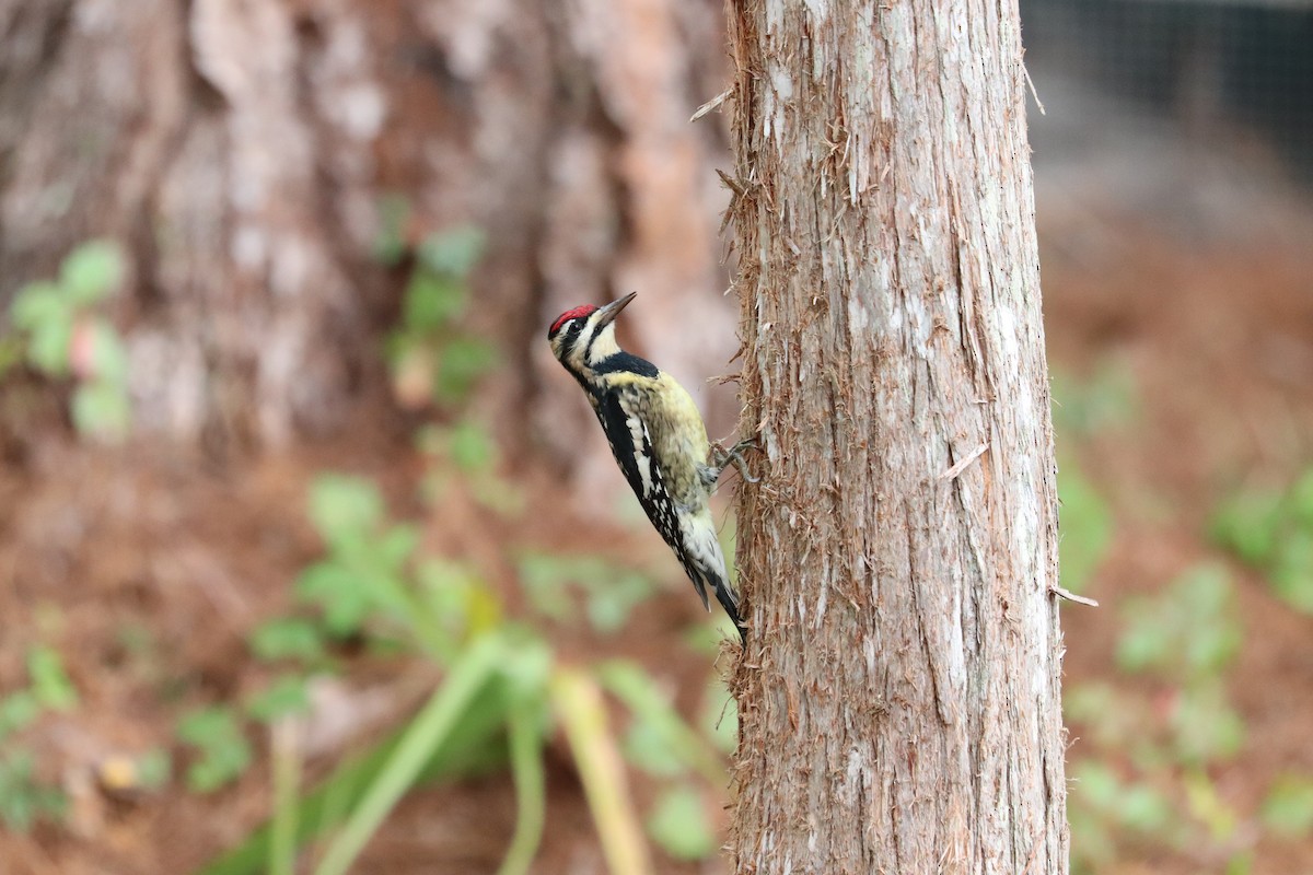 Yellow-bellied Sapsucker - ML646268642