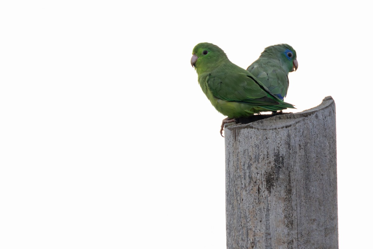 Spectacled Parrotlet - ML646268643