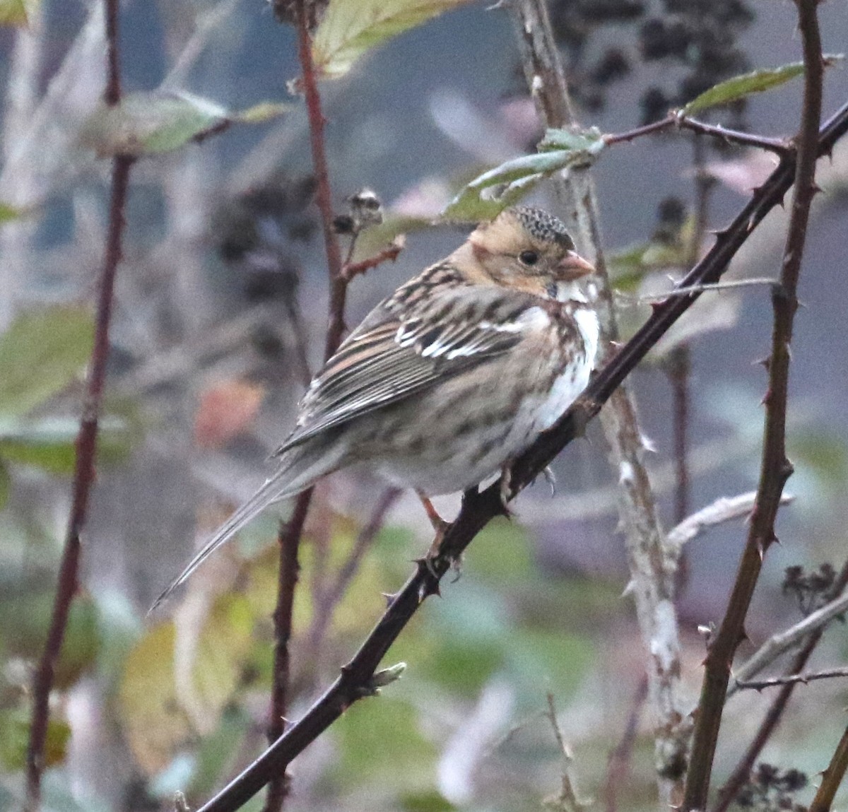 Harris's Sparrow - ML646268644