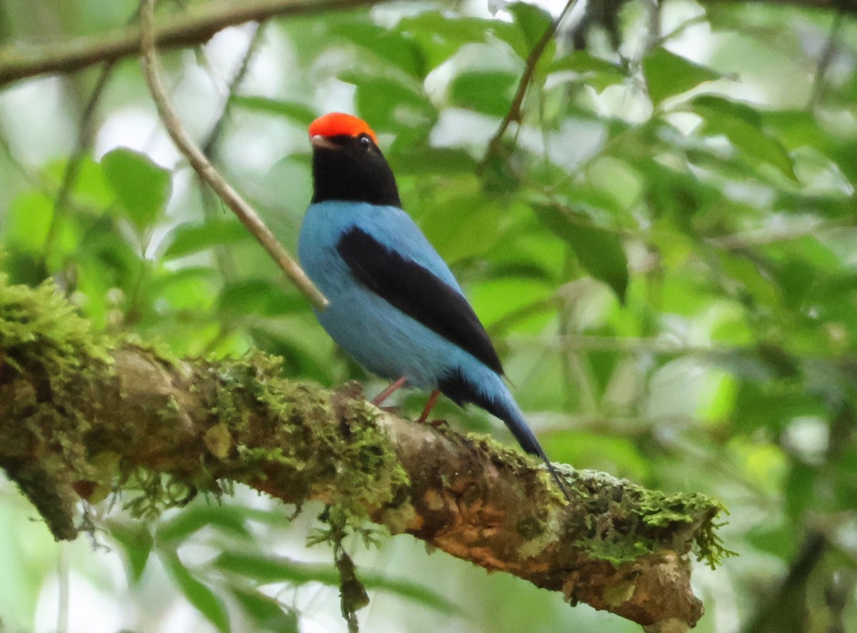 Swallow-tailed Manakin - ML646268650