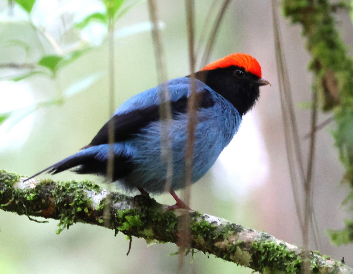 Swallow-tailed Manakin - ML646268651