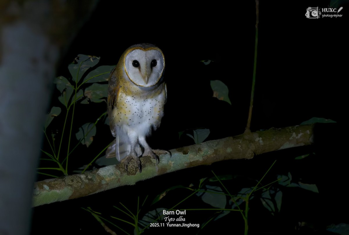 Eastern Barn Owl - ML646268652