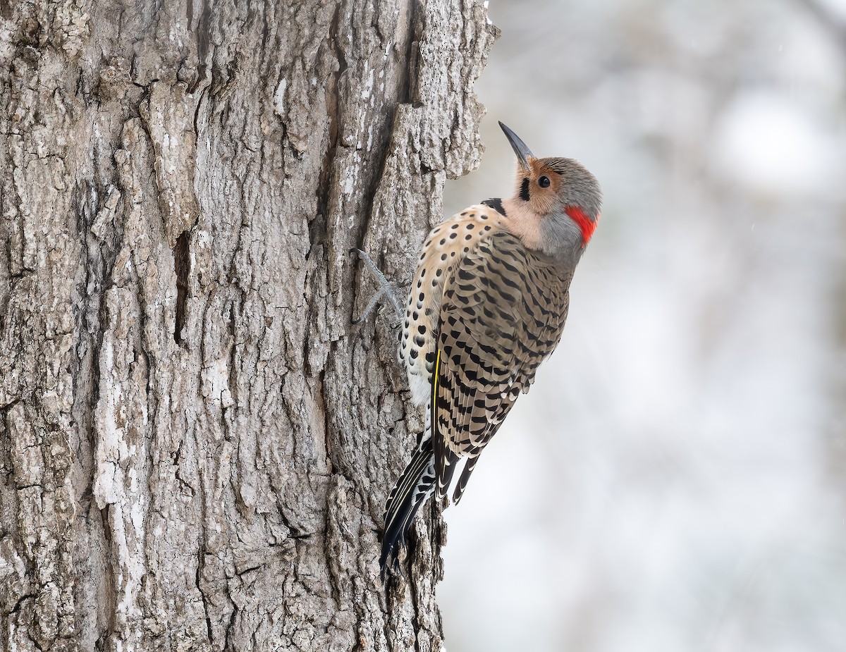 Northern Flicker - ML646268655
