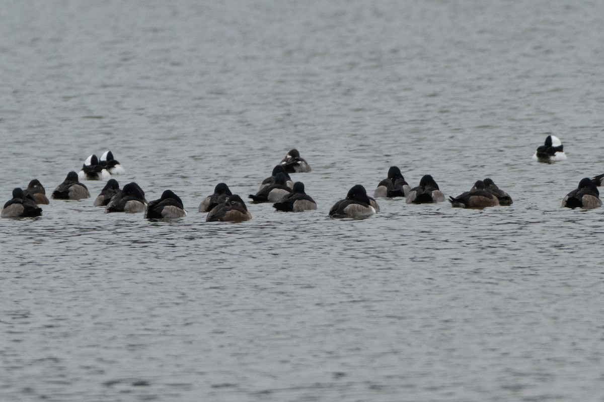 Ring-necked Duck - ML646268660