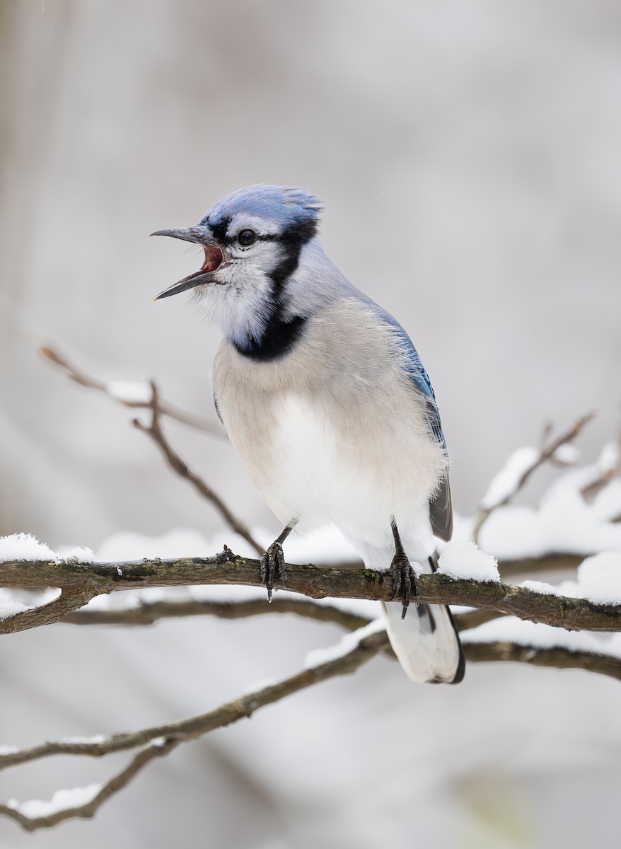 Blue Jay - ML646268661