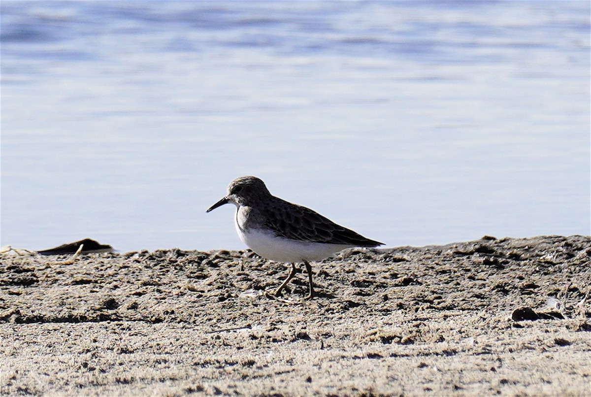 Gambecchio americano - ML646268668