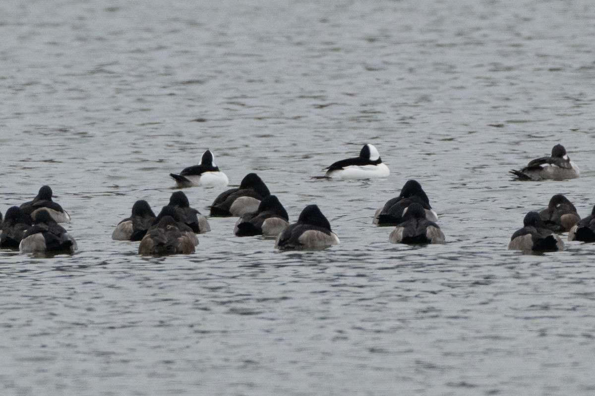 Bufflehead - ML646268669