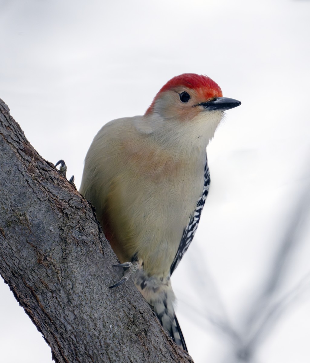 Red-bellied Woodpecker - ML646268671