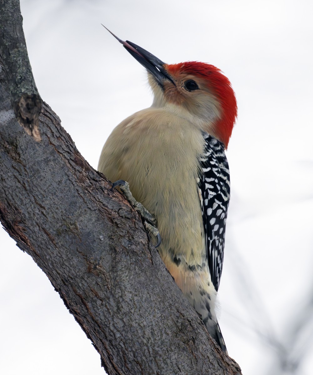 Red-bellied Woodpecker - ML646268672