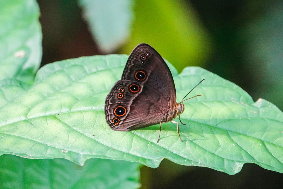 Animaux - ML646268673