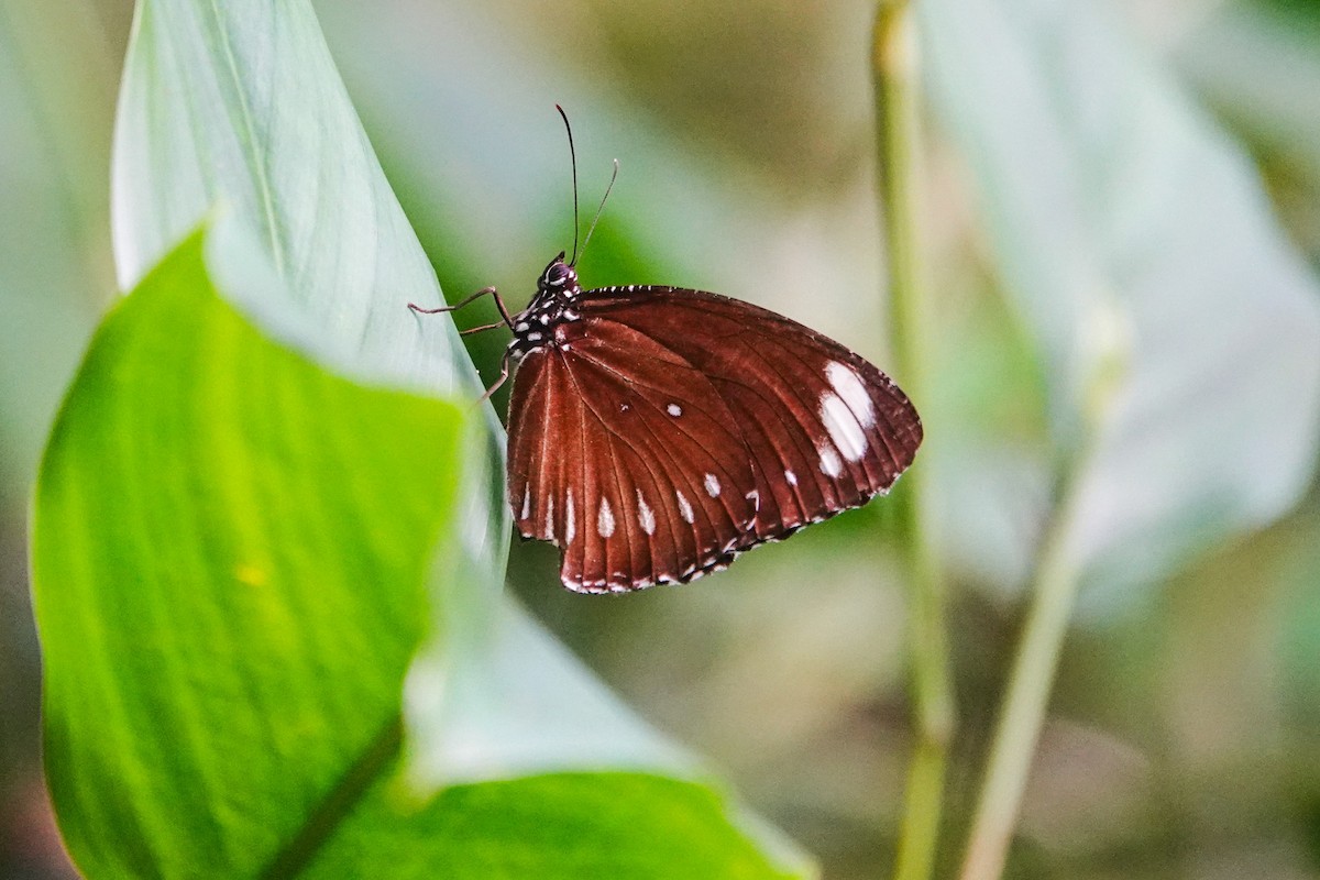 Animaux - ML646268674