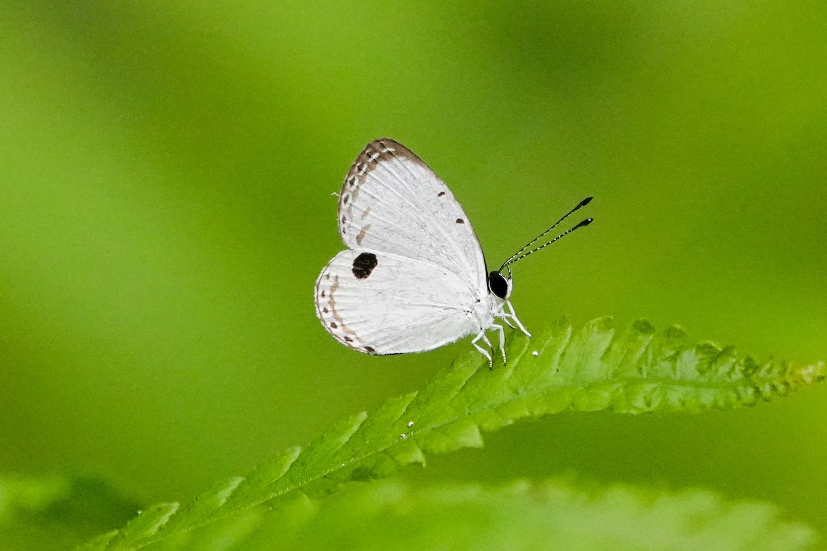 Animaux - ML646268675