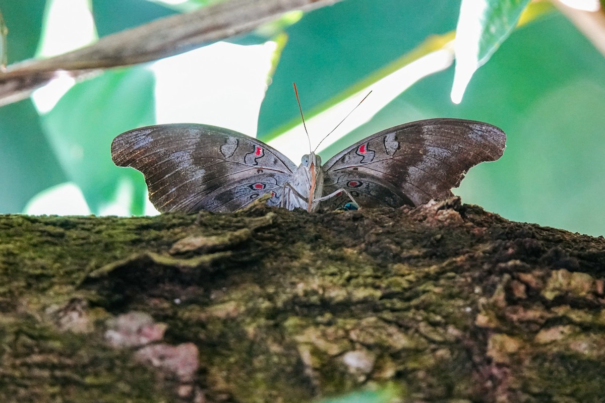 Animaux - ML646268676