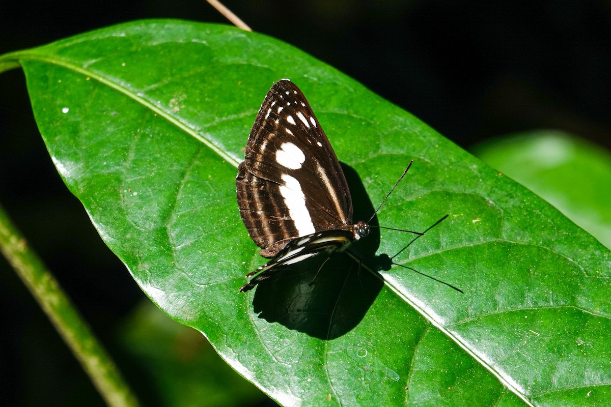 Animaux - ML646268677