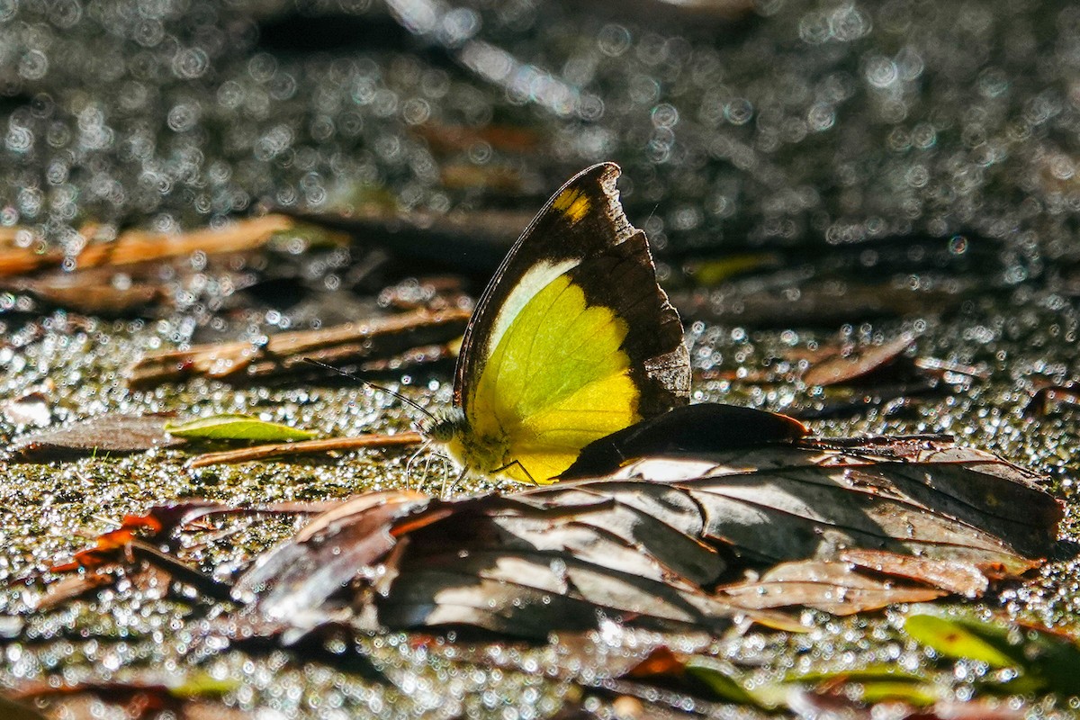 Animaux - ML646268678