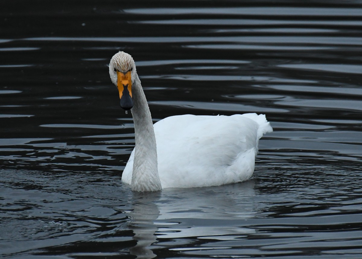 Whooper Swan - ML646268679