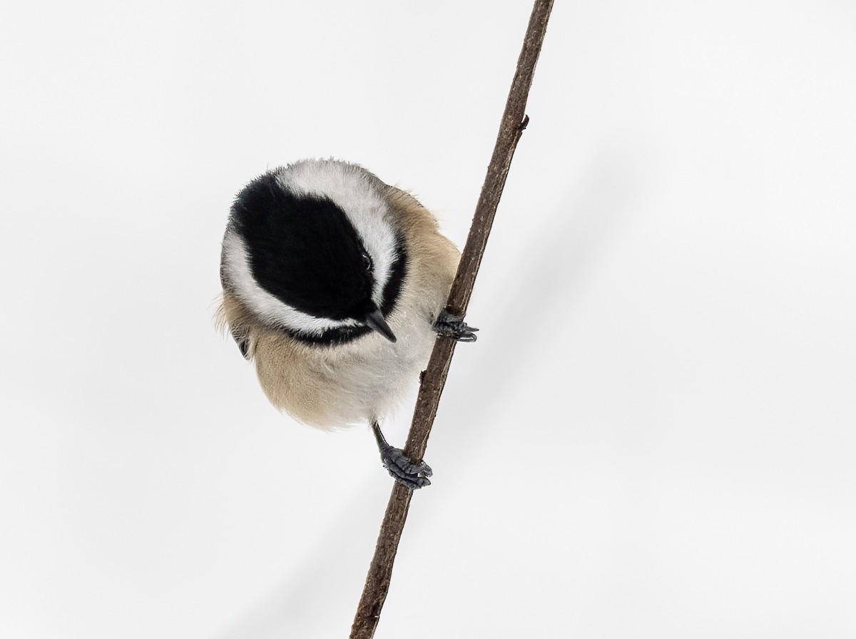 Carolina Chickadee - ML646268680