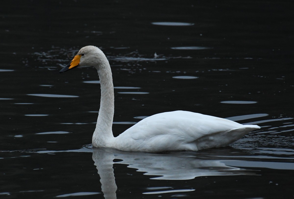 Whooper Swan - ML646268681