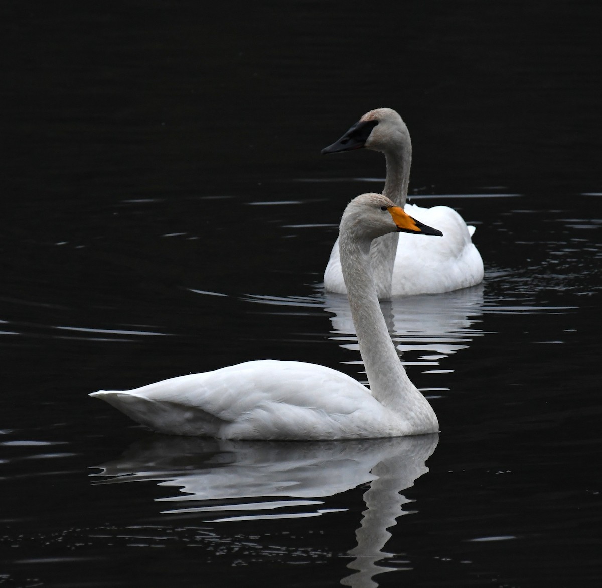 Whooper Swan - ML646268683