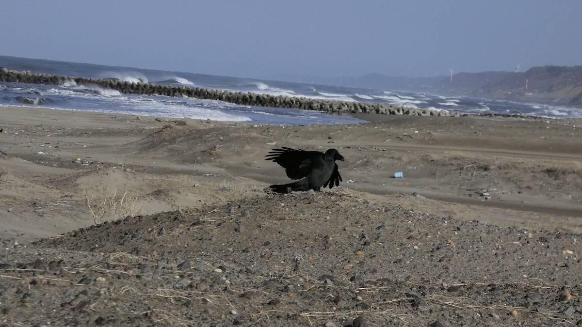 Large-billed Crow - ML646268684