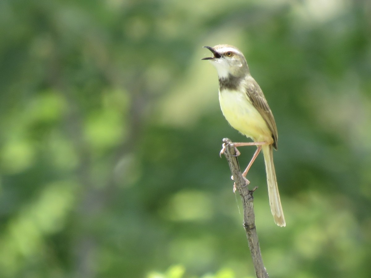 Kara Göğüslü Prinya - ML646268685