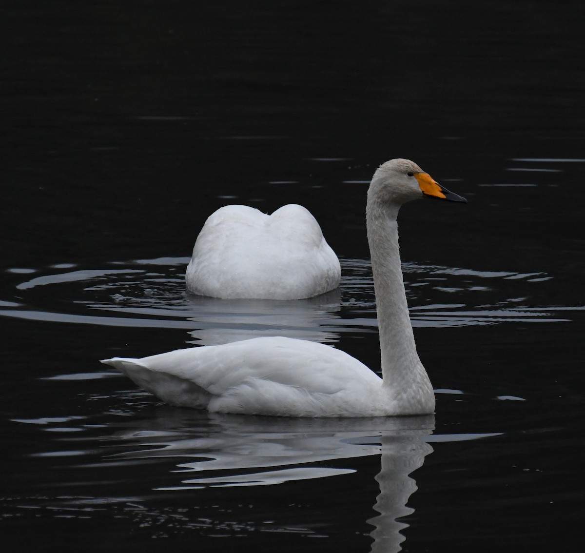 Whooper Swan - ML646268686
