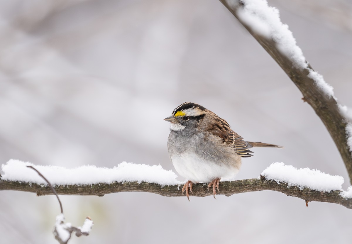 White-throated Sparrow - ML646268687