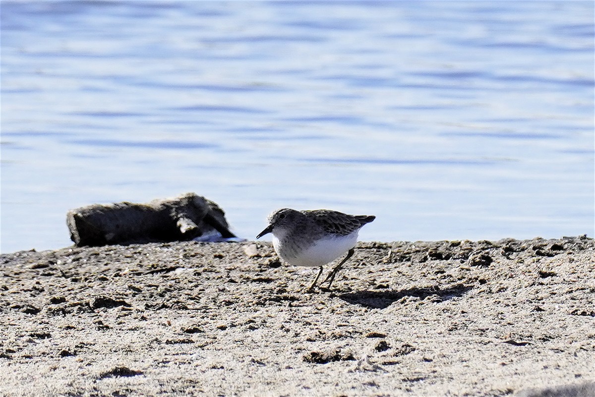 Gambecchio americano - ML646268689