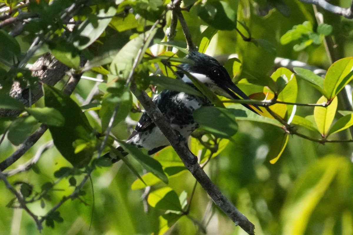 Green Kingfisher - ML646268698