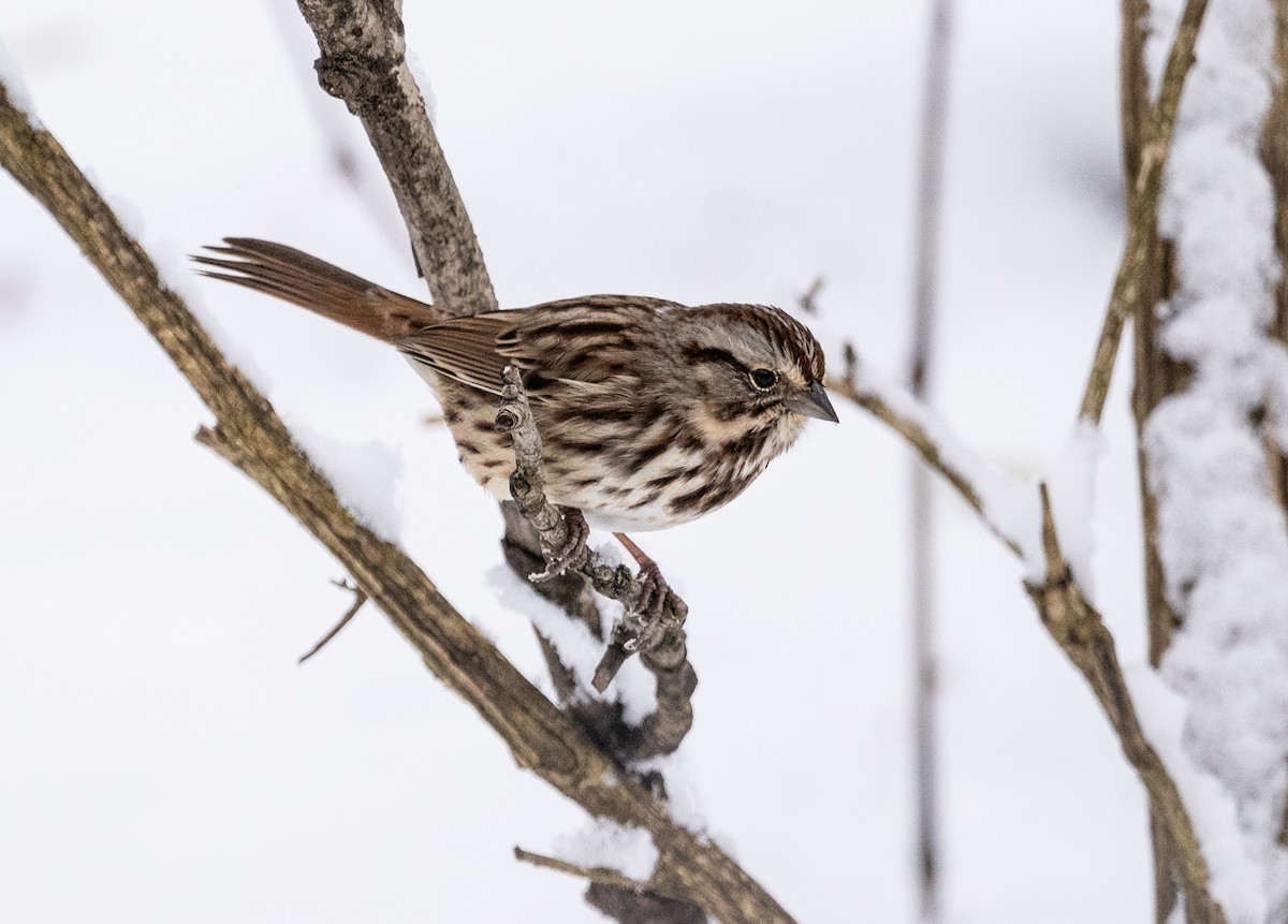 Song Sparrow - ML646268699