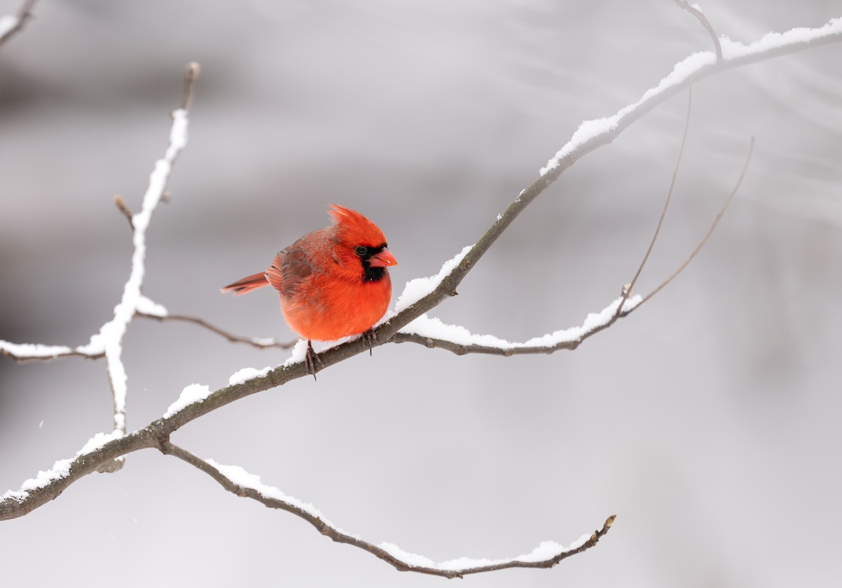 Northern Cardinal - ML646268702