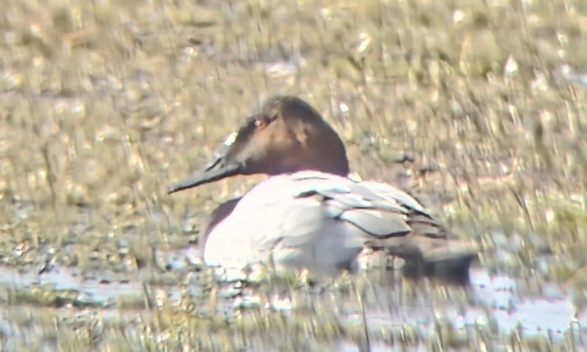 Riesentafelente - ML646268703