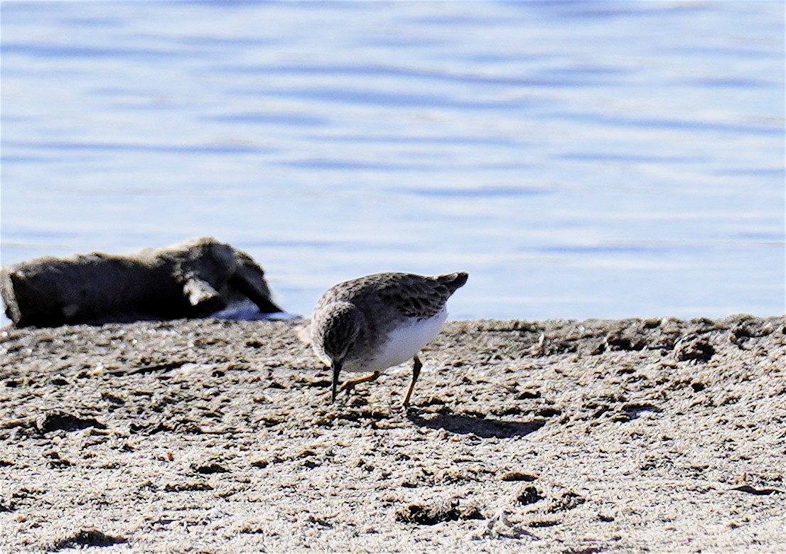 Gambecchio americano - ML646268716